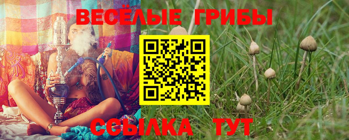 Псилоцибиновые грибы Psilocybe Октябрьский